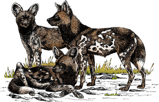 African Wild Dogs