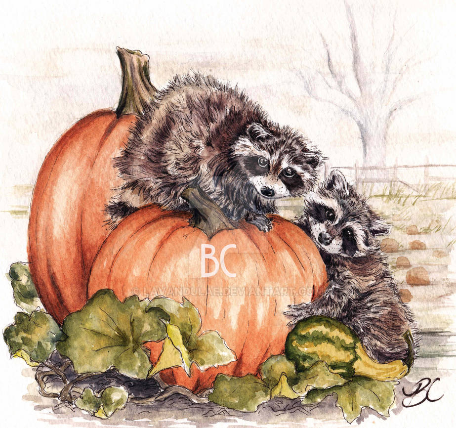 Autumn Baby Raccoons by lavandulae