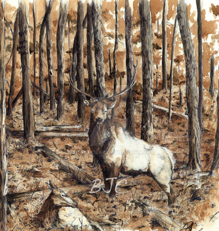 Elk by lavandulae Elk by lavandulae