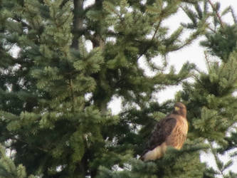 Hawk Half a Mile Away in 75ft tree
