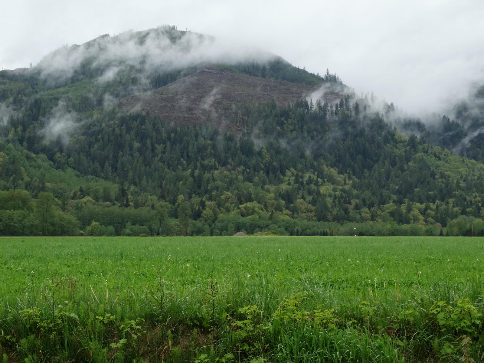 Field with a mountain backdrop