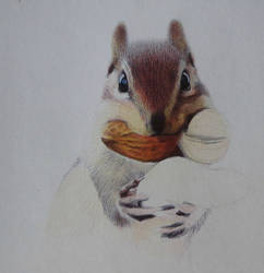 Chipmunk