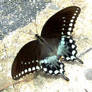 Beach butterfly