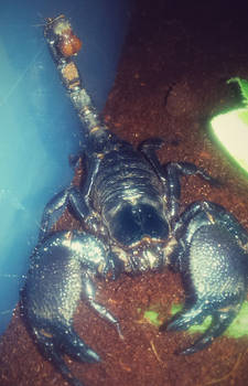 Spirit (my African Emperor Scorpion)