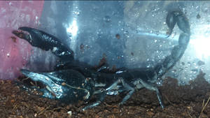 Hades (my Asian Forest Scorpion) 2