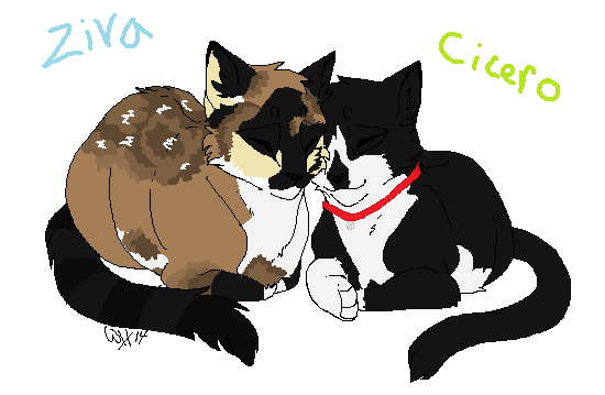 Cicero x Ziva