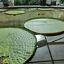 Lily pads 