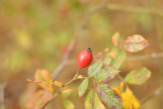 Dog rose