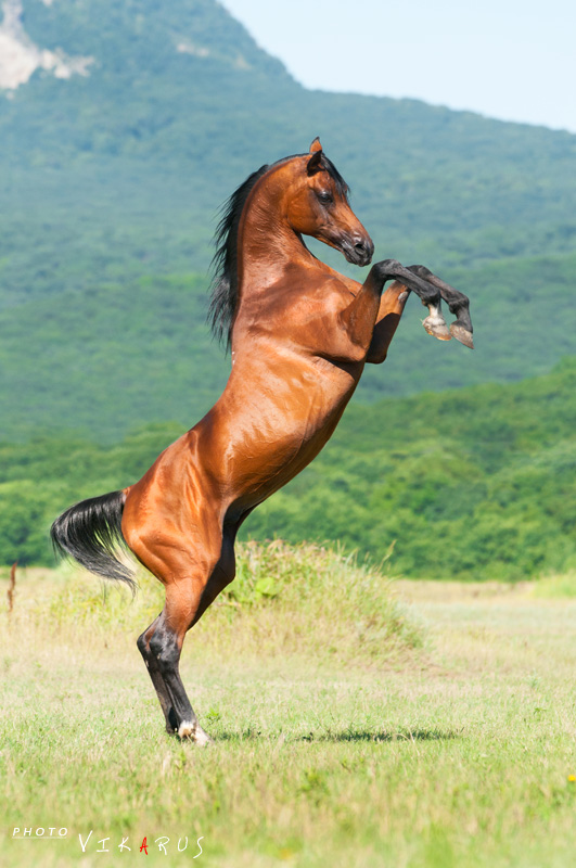 Arabian stallion Angleter