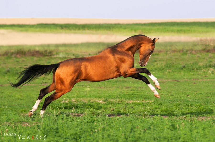 Golden akhal-teke Karamat