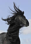 Wind in the black mane by Vikarus