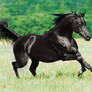 Black arabian stallion