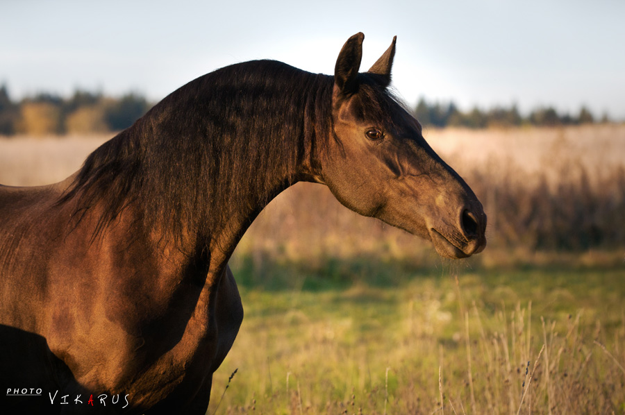 Golden friesian mare