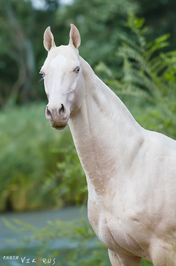 isabella horse portrait