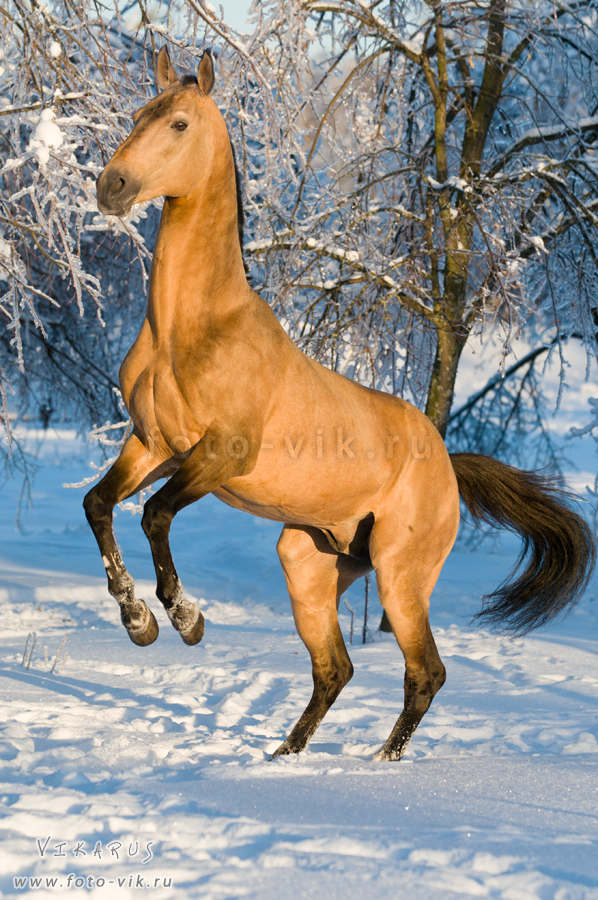 Golden akhal-teke stallion