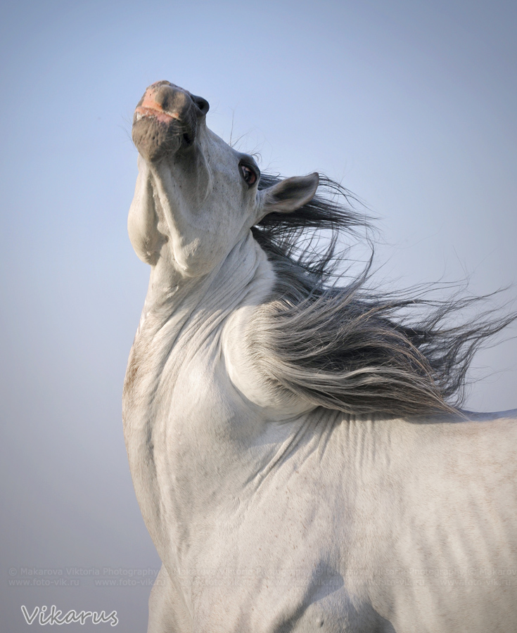 hmmm.... twister-horse