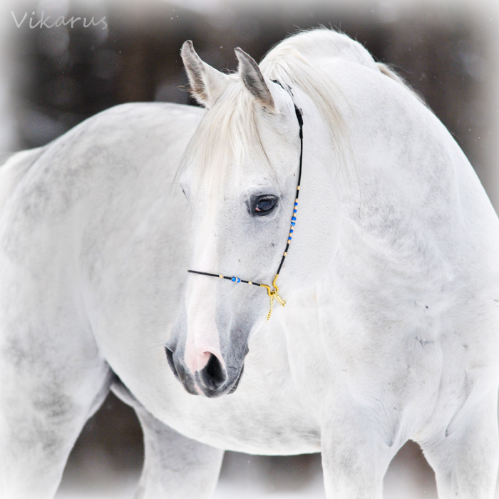 White arabian 2