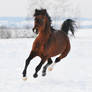 bay horse, winter 2011