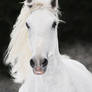 White Lipizzan horse