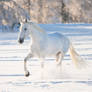 winter magic