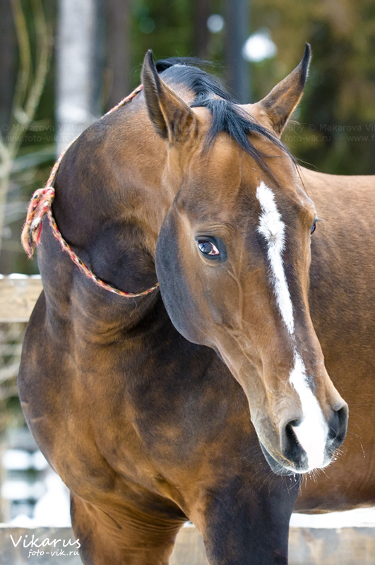 akhal-teke stallion