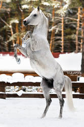 White stallion Kollizey