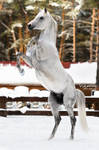 White stallion Kollizey