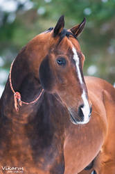 Portrait of akhal-teke