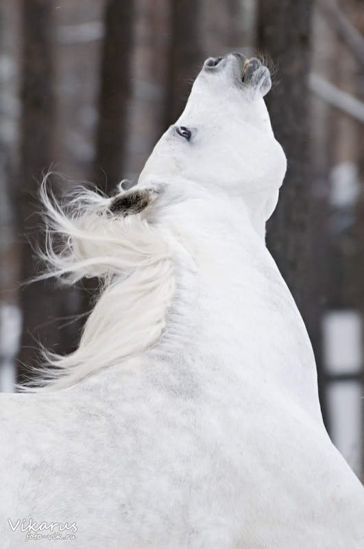 White stallion Kollizey 2