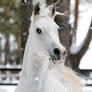 White stallion Kollizey 3
