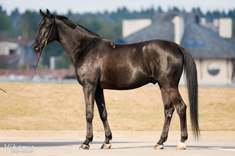 Black Trakehner 2