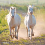 two cremello Welsh ponies