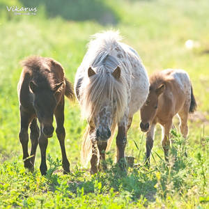 Appaloosa little pony