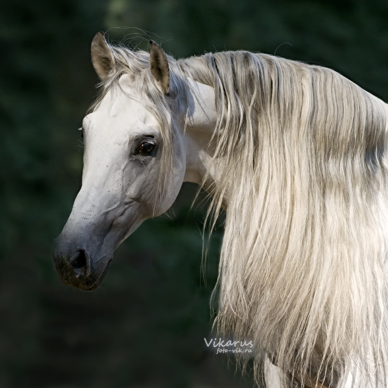 Horse in sunlight