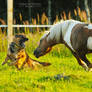 dogs hunter Serpantine