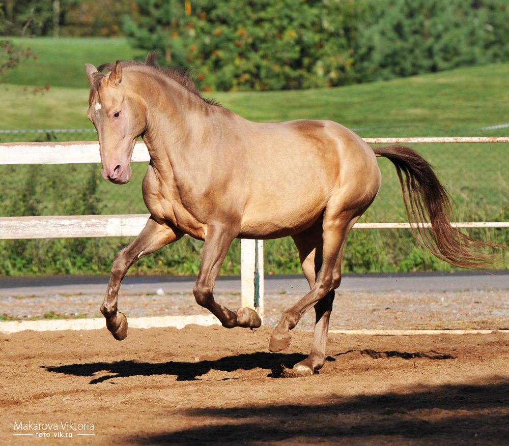 Caramel Andalusian 2