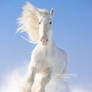 White shire Gustav