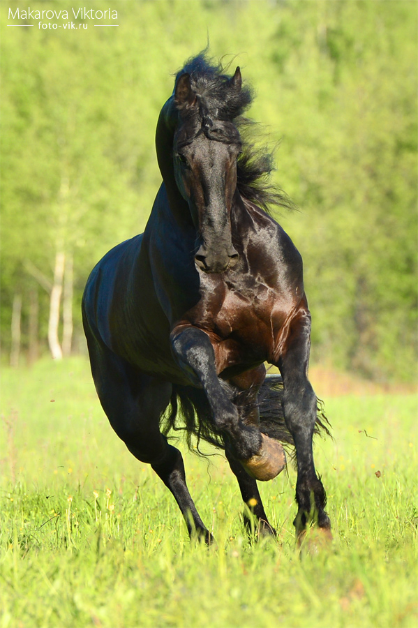 Power of the Friesian horse