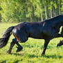 Power of the Friesian horse 2