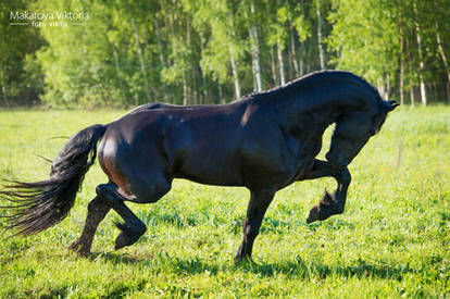 Power of the Friesian horse 2