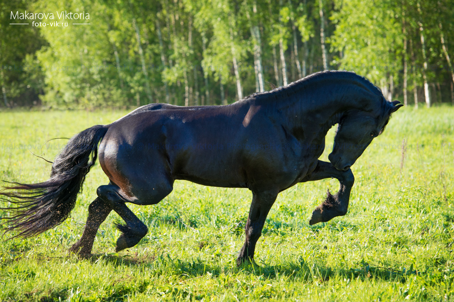 Power of the Friesian horse 2