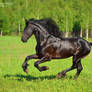 Power of the Friesian horse 3