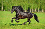 Power of the Friesian horse 3