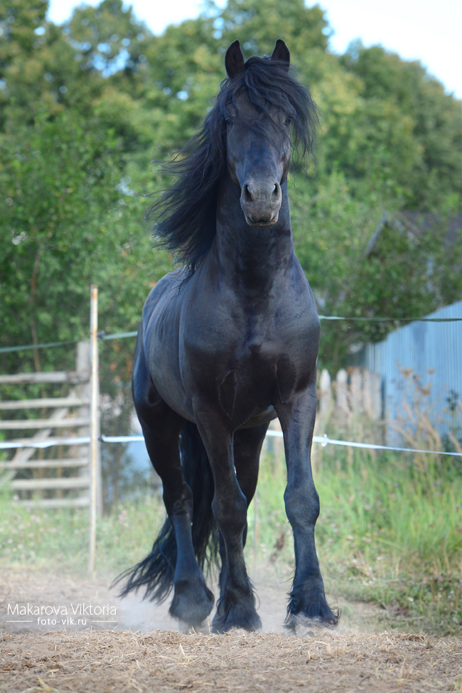 friesian horse