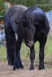 friesian horse