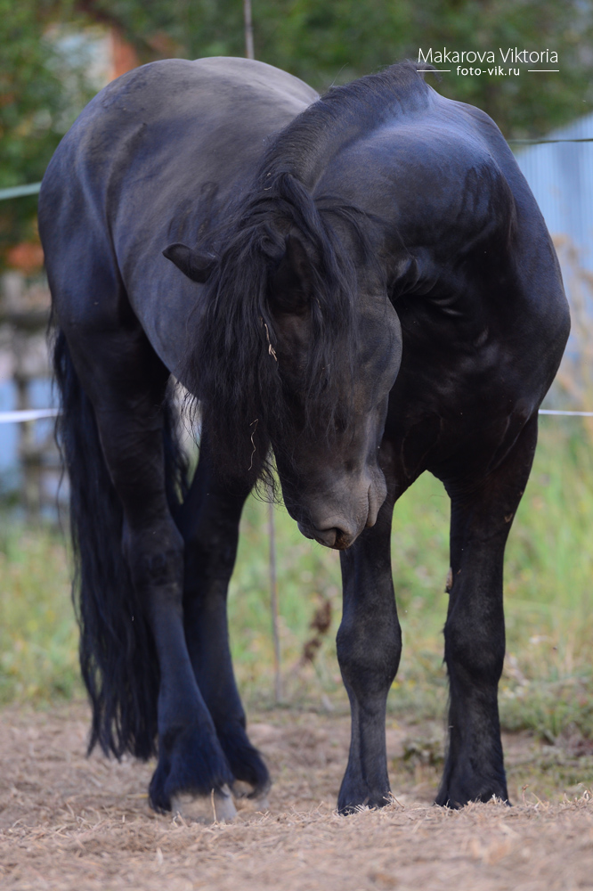 friesian horse