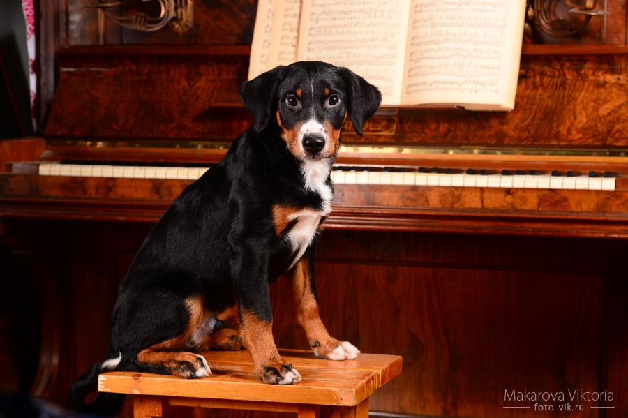 A little Pianist