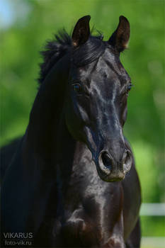 Black horse