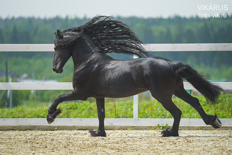 Anthon B runs gallop