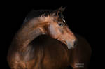 Portrait in the dark by Vikarus